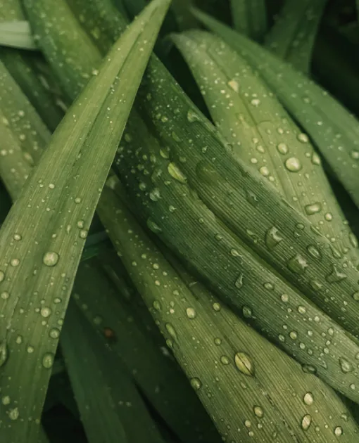 Cuidado natural de las plantas